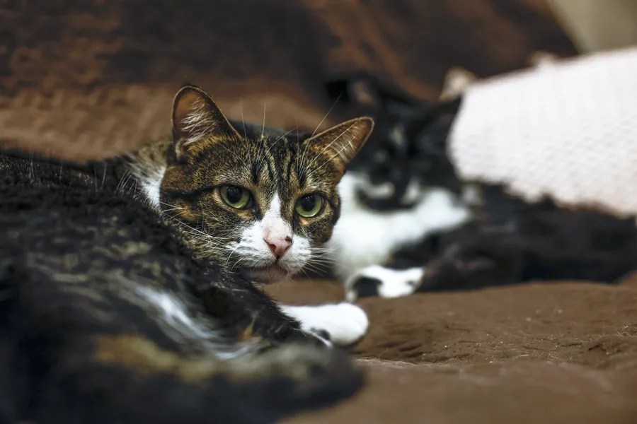 ¿Tienen los gatos domésticos la clave para entender el cáncer de mama humano?