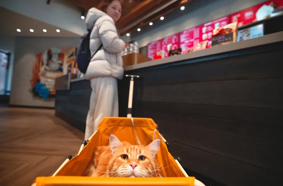 ¿Tienen los gatos domésticos la clave para entender el cáncer de mama humano?