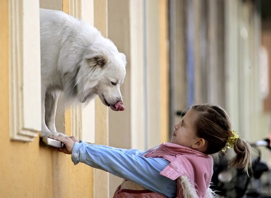 Un perro se lame el hocico