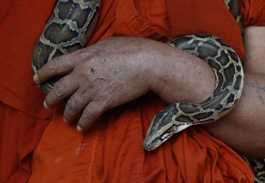serpiente pitón metabolismo adelgazar perder peso